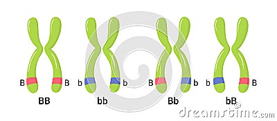 Vector illustration of heterologous and homologous chromosomes Vector Illustration